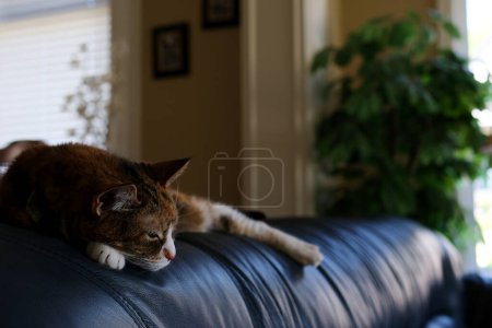 Foto de Gato agraciado en el sofá en casa. Foto de alta calidad - Imagen libre de derechos