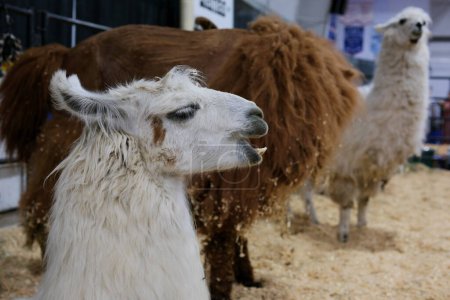 Photo for The little camels that are loved all over the world Alpacas. High quality - Royalty Free Image