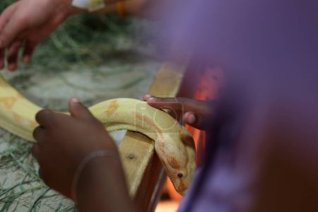 Nahaufnahme der Golden Thai Python, Fokus auf die Augen. Hochwertiges Foto