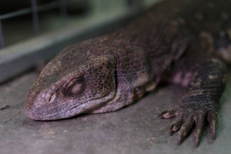 The Komodo dragon, also known as the Komodo monitor, is a member of monitor lizard family Varanidae that is endemic to the Indonesian islands of Komodo, Rinca, Flores, and Gili Motang. High quality