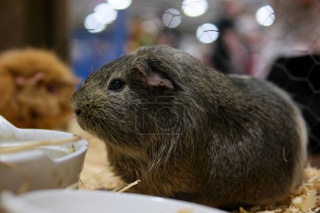 Cavia is a genus in subfamily Caviinae that contains the rodents commonly known as guinea pigs or cavies. The best-known species in this genus is the domestic guinea pig, Cavia porcellus