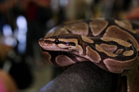 Bredli alfombra central serpiente pitón sentado en una rama. Foto de alta calidad