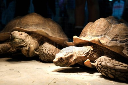 Una tortuga portadora de espolones Latin Centrochelys sulcata con un hermoso patrón de concha de pie sobre hierba verde en un día claro y soleado. Animales mamíferos reptiles zoológicos.