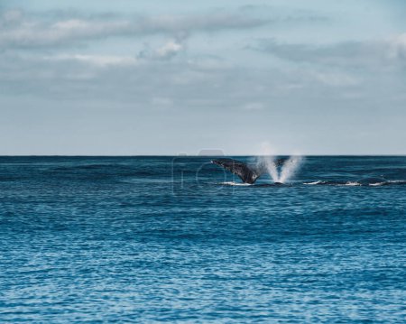 Téléchargez les photos : Humback Whale Blowing, Mexique. Photo de haute qualité - en image libre de droit