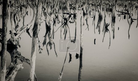 Téléchargez les photos : Mangrove forest degradation,deterioration mangrove forest is an ecosystem that has been severely degraded or eliminated such to urbanization, and pollution. Take care and protect the mangrove forest. - en image libre de droit