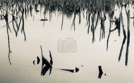 Photo for Mangrove forest degradation,deterioration mangrove forest is an ecosystem that has been severely degraded or eliminated such to urbanization, and pollution. Take care and protect the mangrove forest. - Royalty Free Image