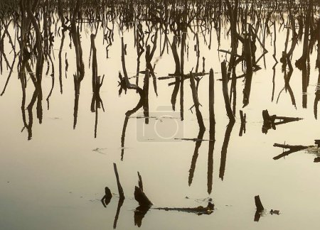 Foto de Mangrove forest degradation,deterioration mangrove forest is an ecosystem that has been severely degraded or eliminated such to urbanization, and pollution. Take care and protect the mangrove forest. - Imagen libre de derechos