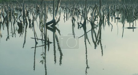 Photo for Mangrove forest degradation,deterioration mangrove forest is an ecosystem that has been severely degraded or eliminated such to urbanization, and pollution. Take care and protect the mangrove forest. - Royalty Free Image