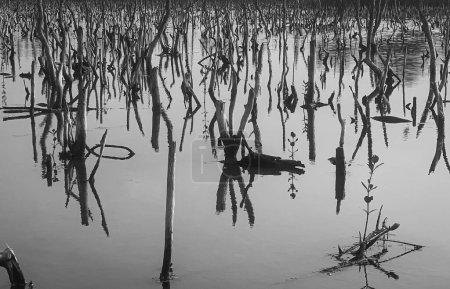 Foto de Mangrove forest degradation,deterioration mangrove forest is an ecosystem that has been severely degraded or eliminated such to urbanization, and pollution. Take care and protect the mangrove forest. - Imagen libre de derechos