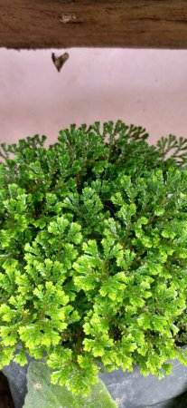 Téléchargez les photos : The freshness of Semenella Kraussiana. Fresh green leaves, a type of moss or fern. Tropical plant - en image libre de droit