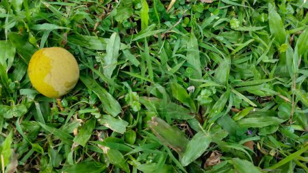 Photo for Yellow nutmeg fruit, buah pala in Indonesian, falling on green grass - Royalty Free Image