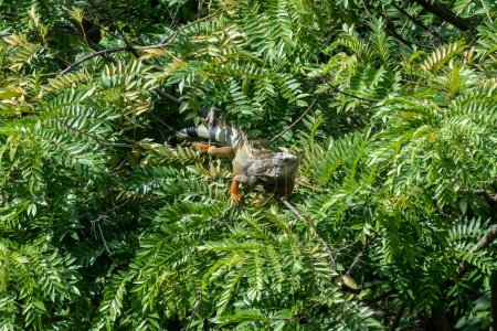Photo for Iguana among bushes. Tamesis, Antioquia, Colombia. - Royalty Free Image