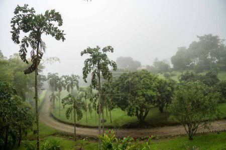 Téléchargez les photos : Paysage de buissons et d'arbres dans le champ avec brouillard. Tamesis, Antioquia, Colombie. - en image libre de droit
