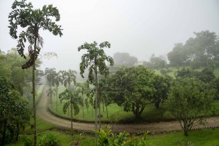 Téléchargez les photos : Paysage de buissons et d'arbres dans le champ avec brouillard. Tamesis, Antioquia, Colombie. - en image libre de droit