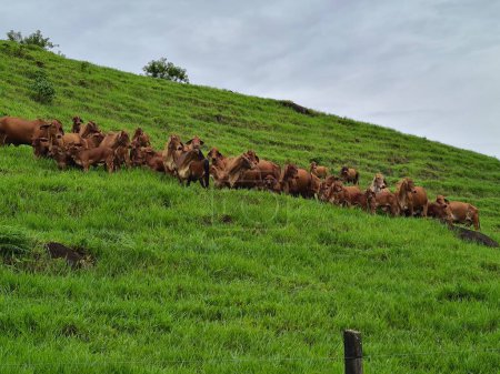 Foto de Grupo de ganado brahman rojo en la colina y cielo gris. Tamesis, Colombia. - Imagen libre de derechos