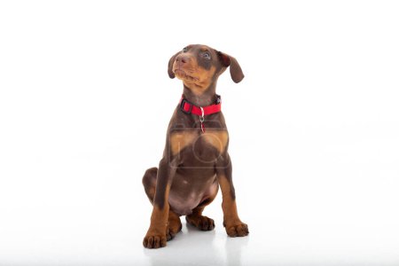 Photo for Brown Doberman puppy in photo studio and white background. - Royalty Free Image