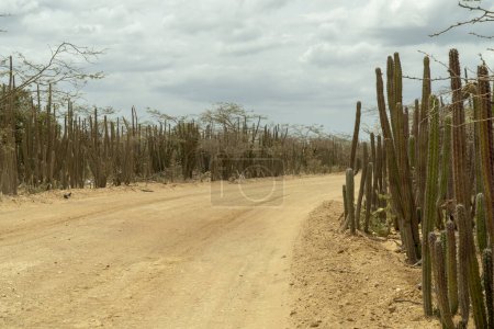 Téléchargez les photos : Route sablonneuse et cactus vert. Guajira, la Colombie. - en image libre de droit