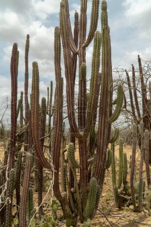 Foto de Camino de arena y cactus verde. Guajira, Colombia. - Imagen libre de derechos