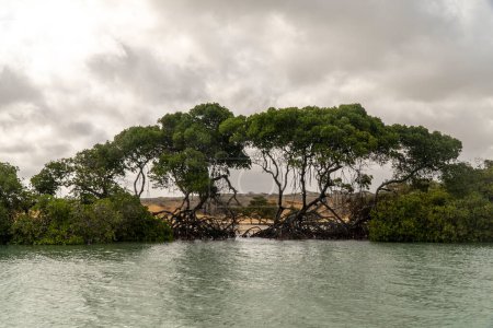 Foto de Paisaje natural, mar, cielo y árboles en Punta Gallinas. Guajira, Colombia. - Imagen libre de derechos