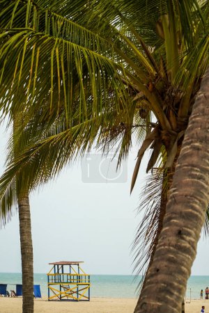 Téléchargez les photos : Composition sur la plage avec palmier. Riohacha, Guajira, Colombie - en image libre de droit