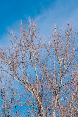 Foto de Fondos de pantalla con cielo azul y árboles de colores otoñales en Charlotte, Carolina del Norte, Estados Unidos - Imagen libre de derechos