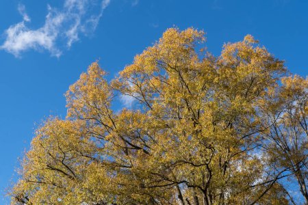 Photo for Wallpapers with blue sky and autumn colored trees in Charlotte, North Carolina, USA - Royalty Free Image