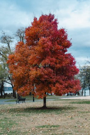 Foto de Fondos de pantalla con cielo azul y árboles de colores otoñales en Alexandria, Virginia, Estados Unidos. - Imagen libre de derechos