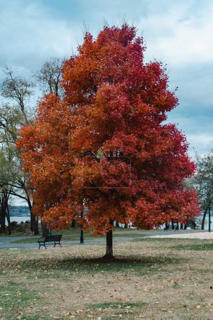 Foto de Fondos de pantalla con cielo azul y árboles de colores otoñales en Alexandria, Virginia, Estados Unidos. - Imagen libre de derechos