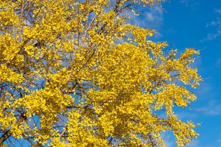 Foto de Árboles amarillos otoñales y cielo azul. Virginia, Estados Unidos. - Imagen libre de derechos