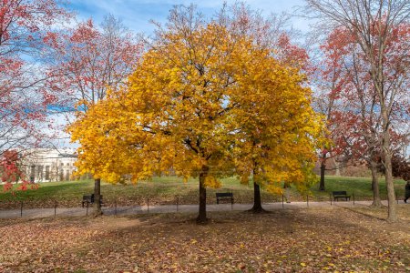 Foto de Coloridos árboles de otoño en los Jardines de la Constitución. Washington D. C Estados Unidos. - Imagen libre de derechos