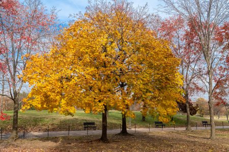 Foto de Coloridos árboles de otoño en los Jardines de la Constitución. Washington D. C Estados Unidos. - Imagen libre de derechos