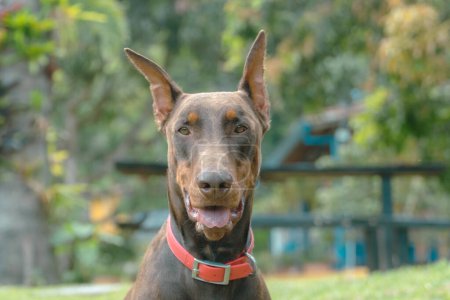 Photo for Brown doberman dog portrait in nature. Venecia, Antioquia, Colombia. - Royalty Free Image