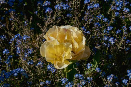 Foto de La peonía o paeonia es una planta con flores perteneciente al género Paeonia.Las flores de peonía se cierran en el jardín. París, Francia. - Imagen libre de derechos