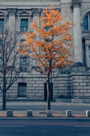 Beautiful tree outside a building in the city. Berlin, Germany. 