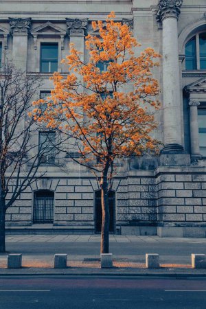 Foto de Hermoso árbol fuera de un edificio en la ciudad. Berlín, Alemania. - Imagen libre de derechos
