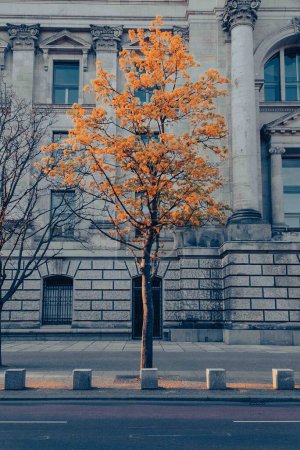 Foto de Hermoso árbol fuera de un edificio en la ciudad. Berlín, Alemania. - Imagen libre de derechos