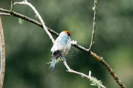 Im Vordergrund Vögel auf Ästen. Kolumbien. 