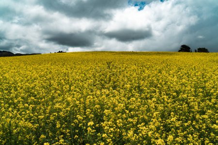 Foto de Campo de flores amarillas, conocido como flor de canola. Boyaca, Colombia. - Imagen libre de derechos
