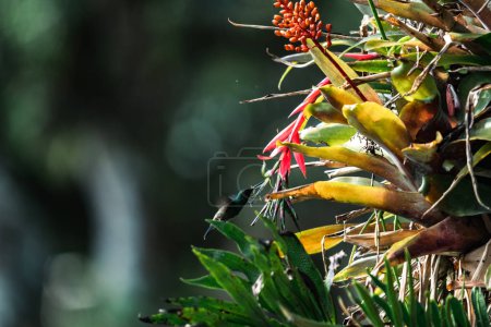 Photo for Hummingbird flying over the flowers in the foreground. - Royalty Free Image