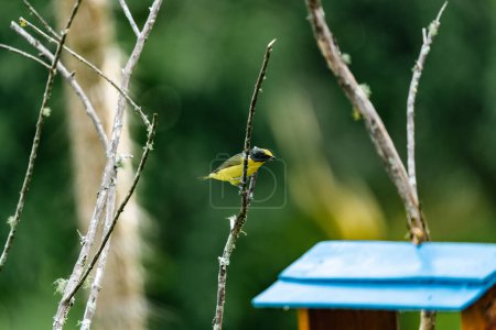 Photo for Birds on tree branches in the foreground. Colombia. - Royalty Free Image