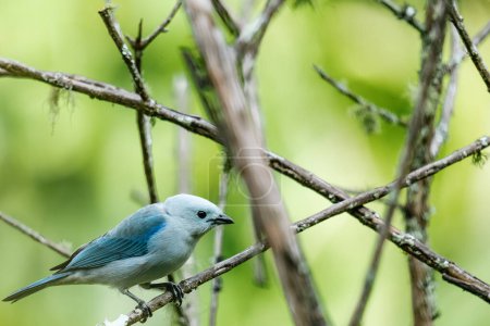 Photo for Blue bird on tree branches in the foreground. Colombia. - Royalty Free Image
