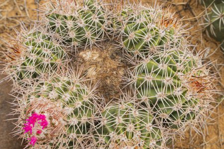 Téléchargez les photos : Paysage naturel avec formations géologiques et cactus vert dans le désert rouge. Huila, la Colombie - en image libre de droit