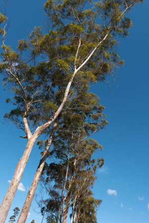 branches d'arbres verts et contraste avec le ciel bleu. Llano Grande, la Colombie.