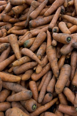 Téléchargez les photos : Fond avec pile de carottes et texture. - en image libre de droit