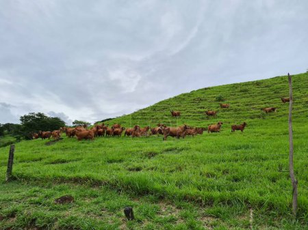 Foto de Grupo de ganado brahman rojo en la colina y cielo gris. Tamesis, Colombia. - Imagen libre de derechos