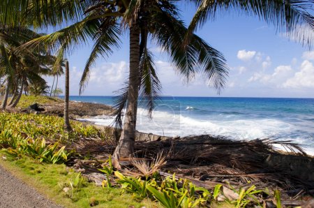 Photo for Caribbean sea and palm trees landscape on San Andres Island. - Royalty Free Image