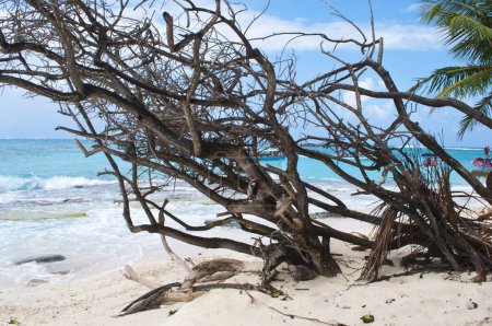 Foto de Mar Caribe y paisaje de palmeras en la Isla de San Andrés. - Imagen libre de derechos