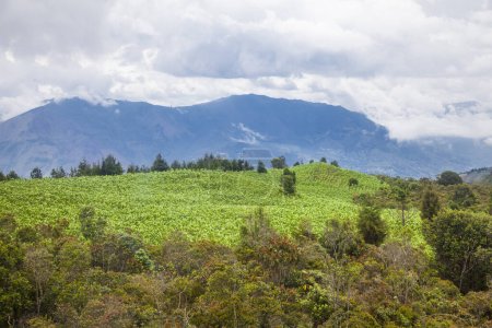Wald im Arvi-Park. Santa Elena, Antioquia, Kolumbien.