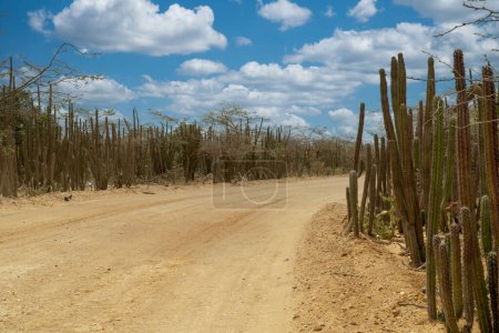 Sandy road and green cactus. Uribia, Guajira, Colombia. 