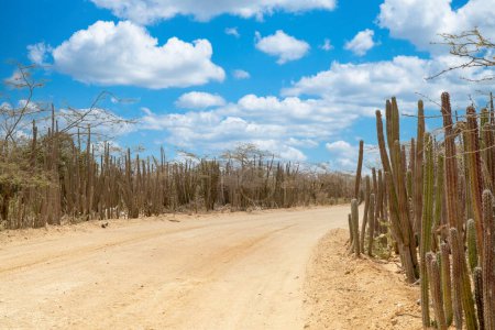 Sandige Straße und grüner Kaktus. Uribia, Guajira, Kolumbien. 